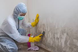 Professional Mold Removal in Riverdale, IL